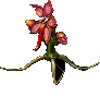 Nepenthes