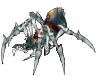 Lycosa